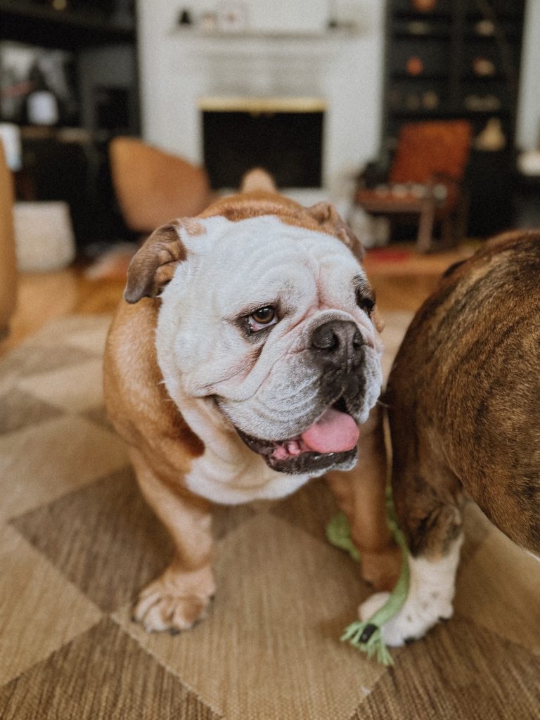 English bulldog with white and brown markings, panting with tongue out.