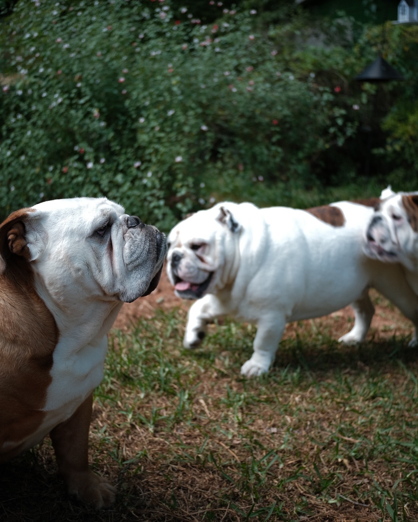Three English bulldogs in a grassy yard, two looking at each other.