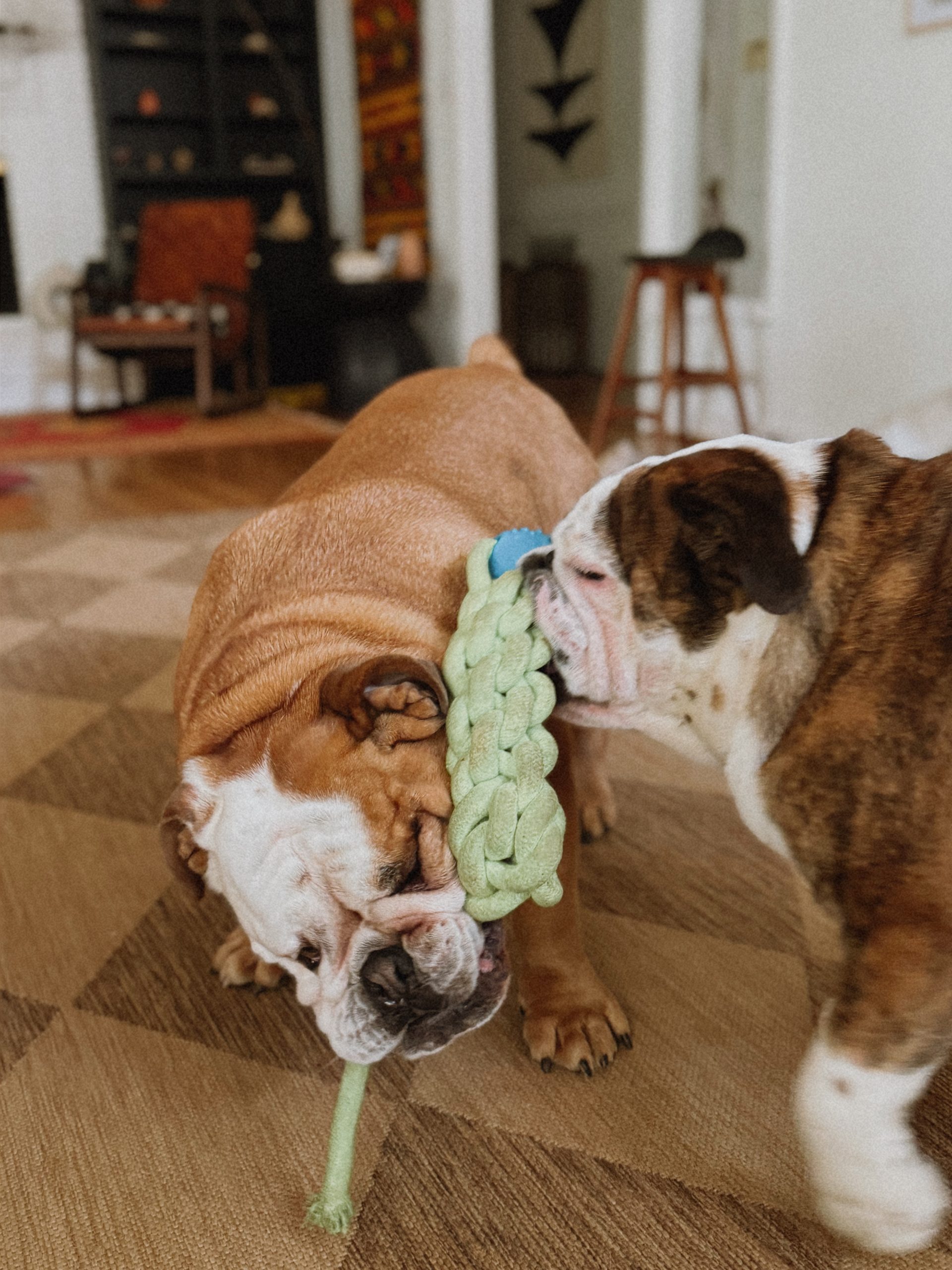 Two English bulldogs playing tug-of-war with a rope toy.