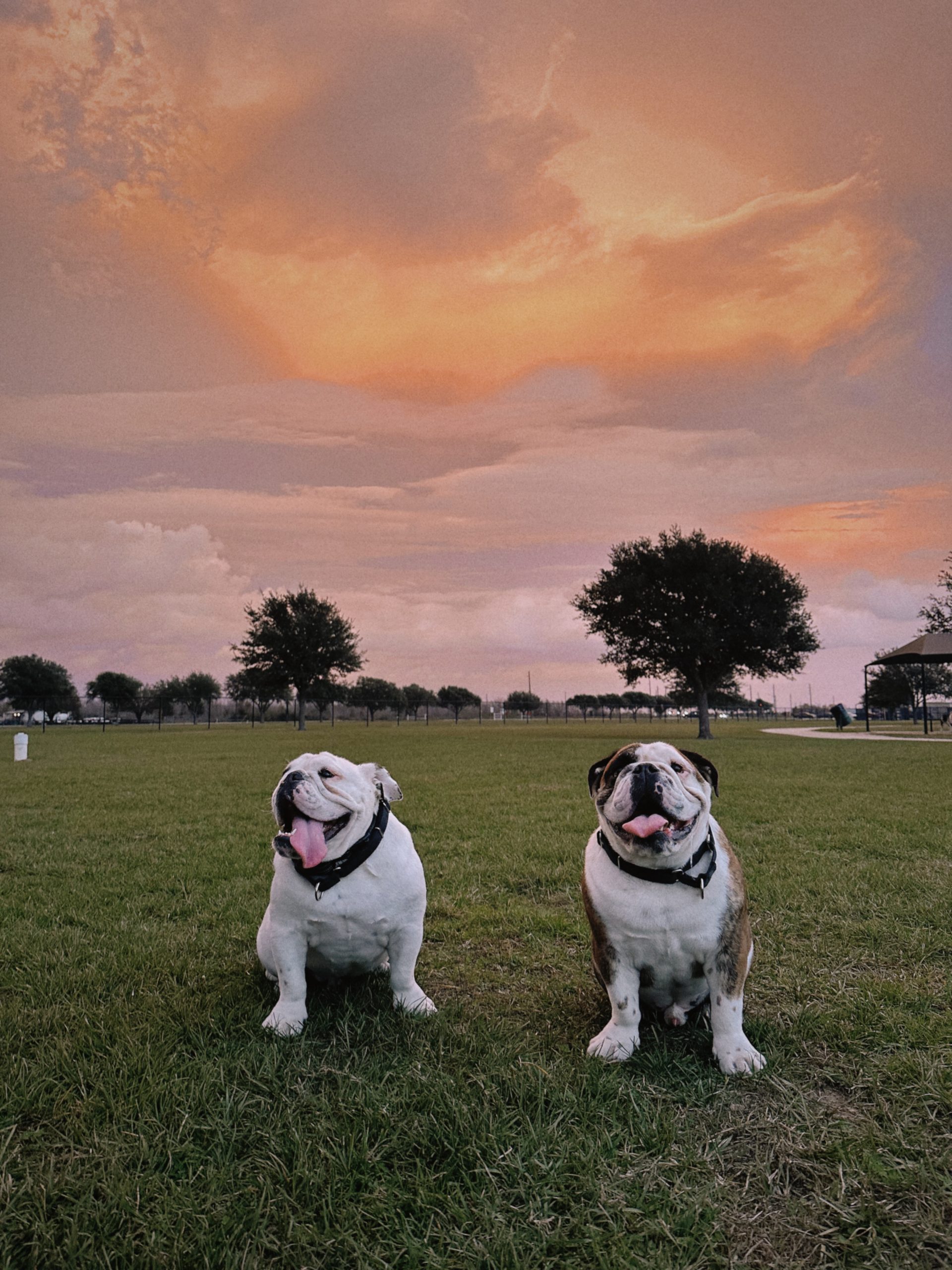 Two English bulldogs sitting on grass at sunset, with the blog keyword "English bulldog care" in mind.