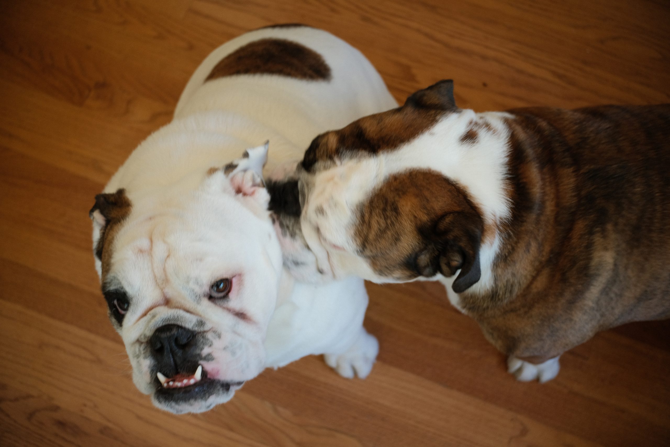 Two English bulldogs, one white and one brindle, interacting closely.
