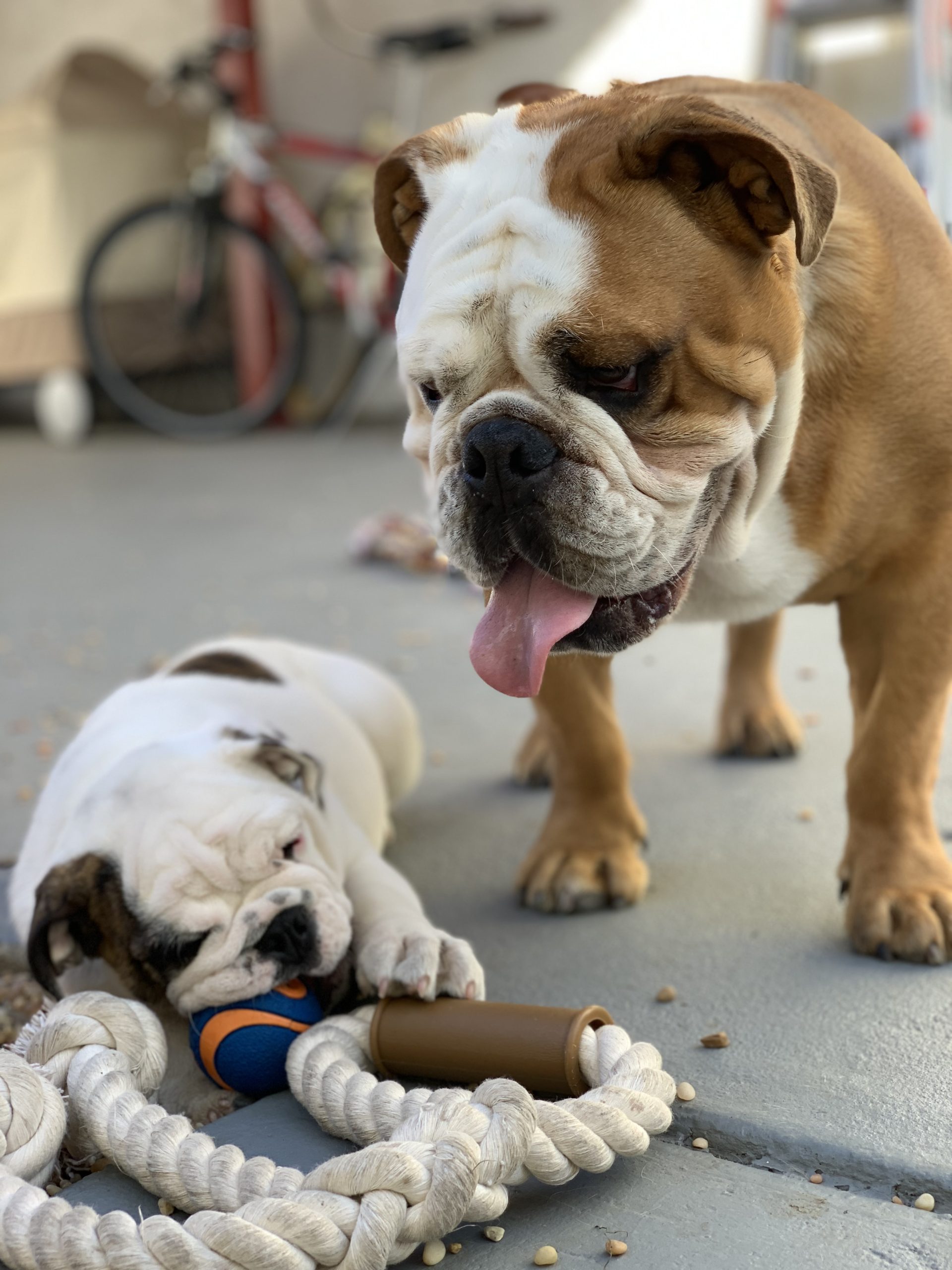 Two English bulldogs playing with a rope toy outdoors.