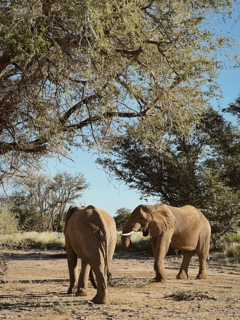 Elepants during game safari at Mowani Mountain Camp