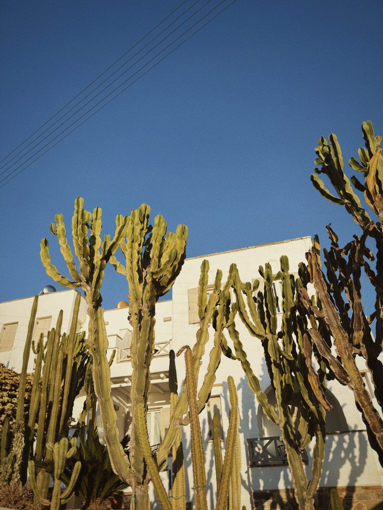 Cacti in Paros